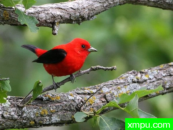 黑翅斯卡尔莱特塔纳哲---著名摄影师：马克Lewer摄影