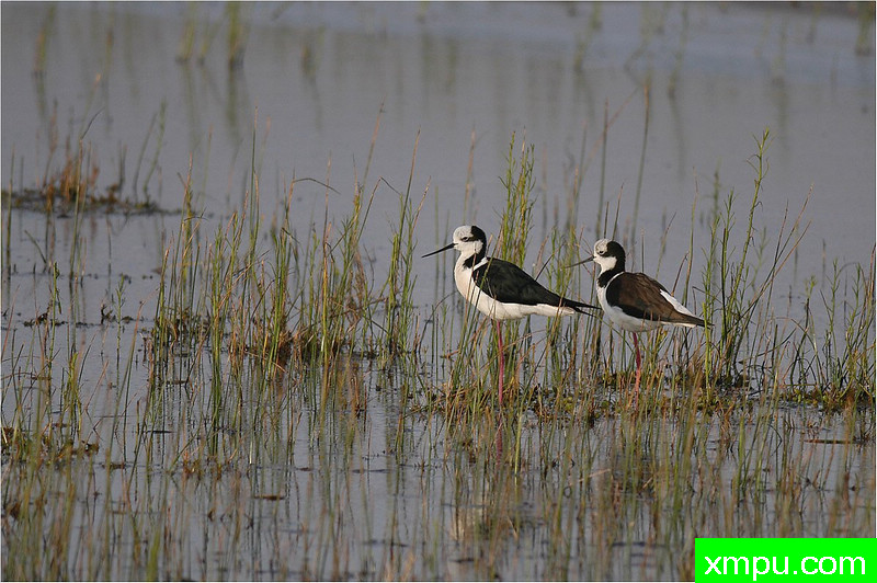 白背高跷 ---著名自然摄影师： 艾蒂安Artigau 摄影[美国]