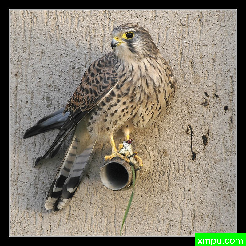 法尔科tinnunculus ---摄影师： Giangiorgio Crisponi摄影