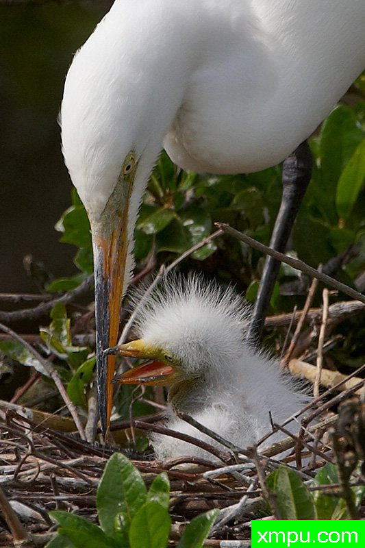 妈妈的爱---著名摄影师：埃德科尔德 摄影[美国]