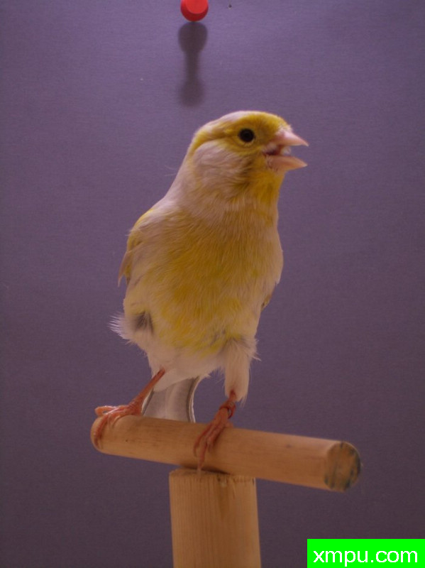 金丝雀-黄玛瑙相思2011年01[品种：蛇纹]---著名摄影师： trainer