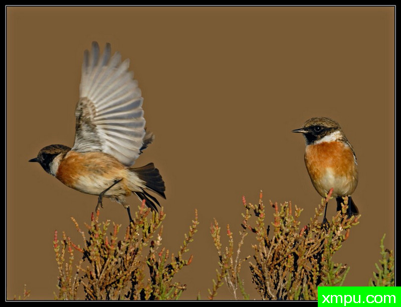 鸟类---摄影师： Giangiorgio Crisponi摄影