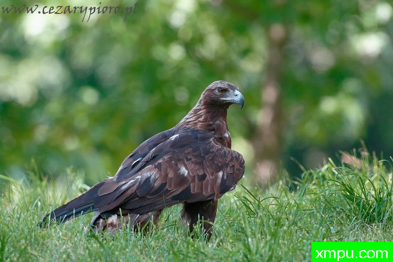 金鹰（拉奎拉---著名摄影师：Cezar摄影