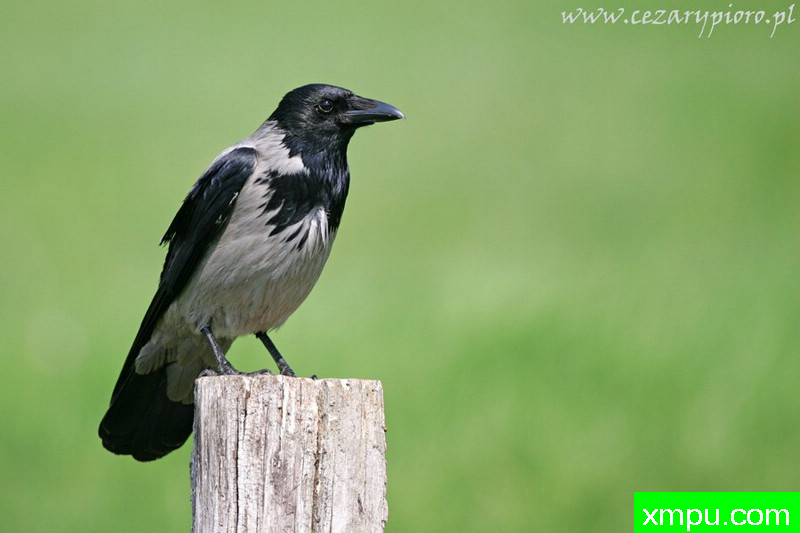 连帽乌鸦（乌鸦cornix）---著名摄影师：Cezar摄影