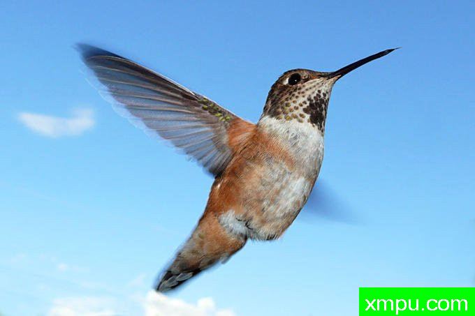 越飞越高！---著名摄影师：珍妮李显能摄影