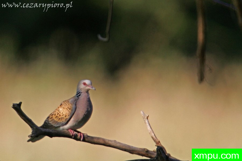 斑鸠（Streptopelia turtur）---著名摄影师：Cezar摄影