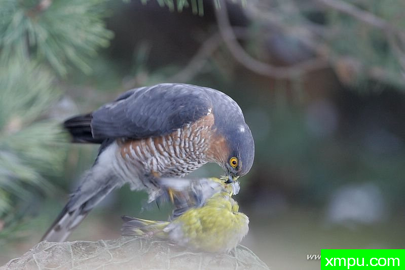 雀鹰（鹞）---著名摄影师：Cezar摄影