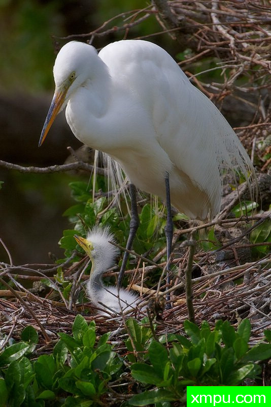 守护---著名摄影师：埃德科尔德 摄影[美国]