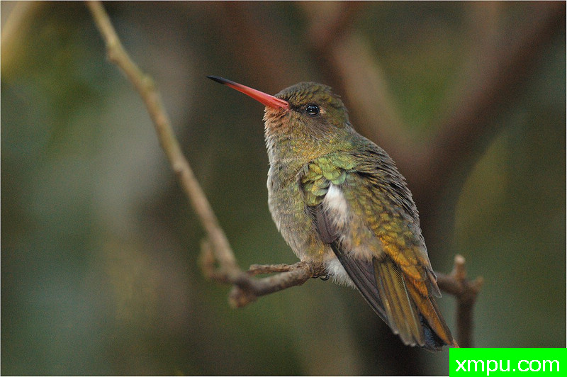 度金蜂鸟---著名自然摄影师： 艾蒂安Artigau 摄影[美国