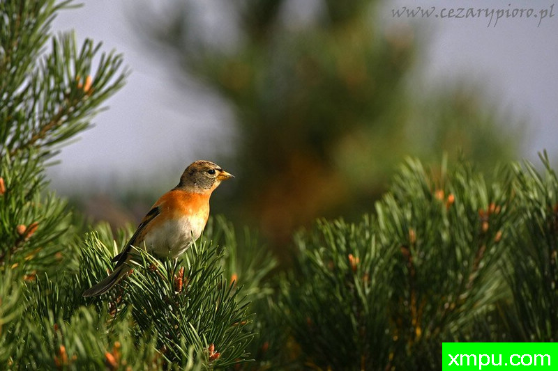 耶（燕雀montifringilla）---著名摄影师：Cezar摄影