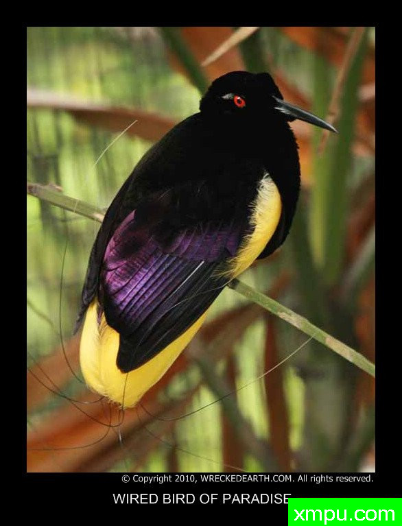 有线鸟的天堂---摄影师：Birte拉格兰摄影