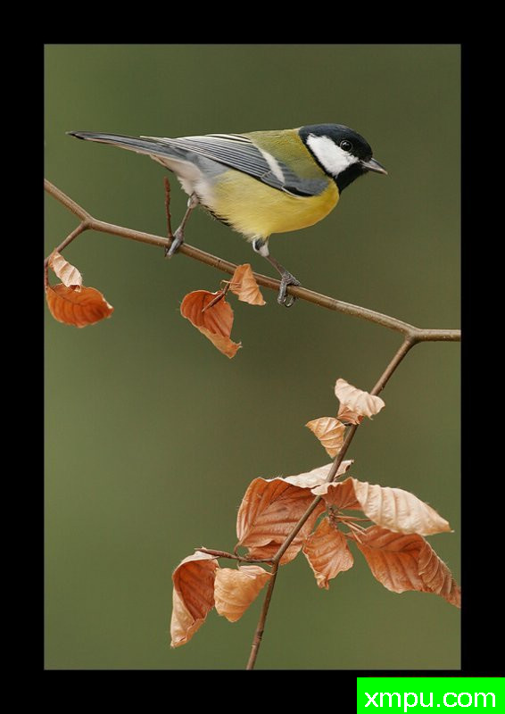 大山雀--著名摄影师：丹尼斯帕特里克洛伦茨摄影