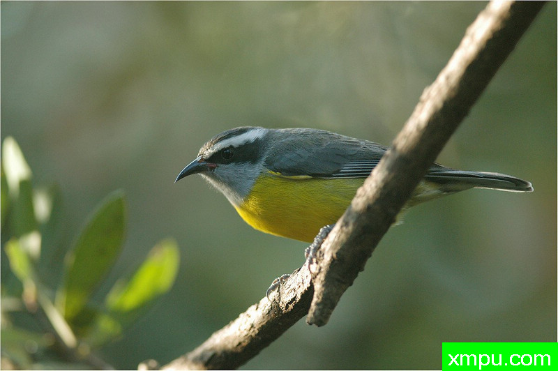 白眉雀 ---著名自然摄影师： 艾蒂安Artigau 摄影[美国]