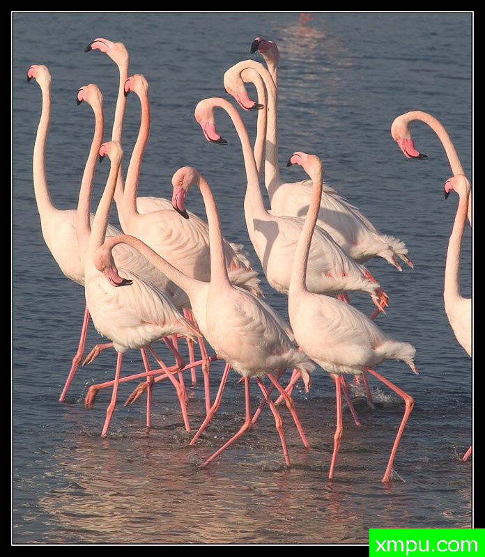 齐舞[撒丁岛] ---摄影师： Giangiorgio Crisponi摄影