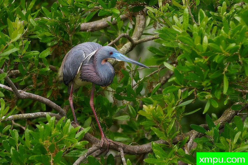 三色鹭01---著名摄影师：埃德科尔德 摄影[美国]