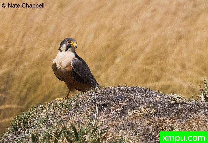 Aplomado猎鹰 ---著名的户外和自然摄影家：内特察佩尔摄影