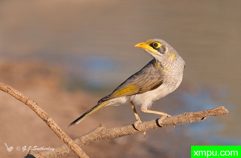 黄喉矿工--著名荒野摄影师：杰拉德摄影