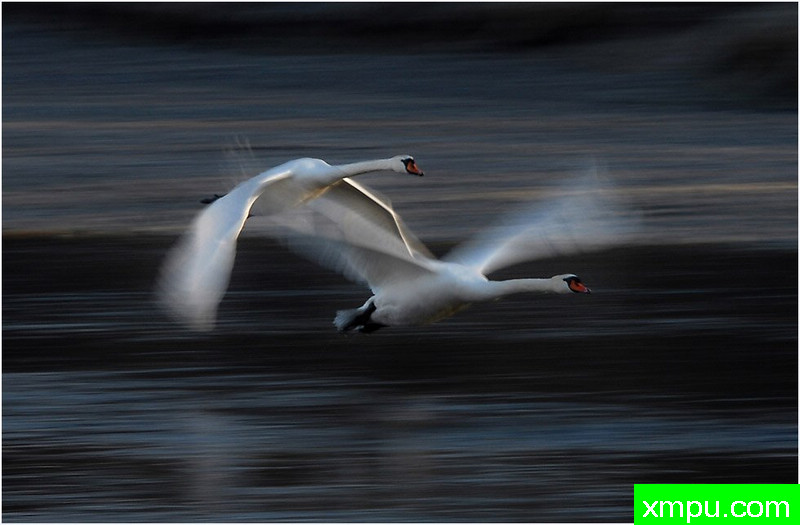 天鹅双飞---摄影师：迪特尔Biskamp摄影