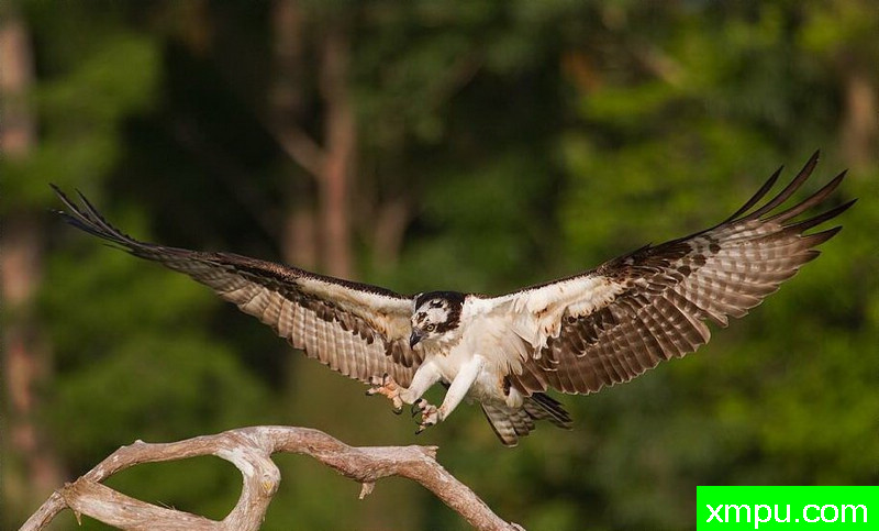 起落---著名摄影师：罗尔夫Hicker。自然摄影[美国]