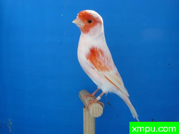 金丝雀--红马赛克04--摄影师:lipo mosaique rouge 88 [法国]