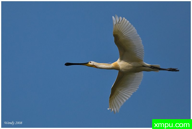 飞行的琵鹭---摄影师：温迪德角摄影
