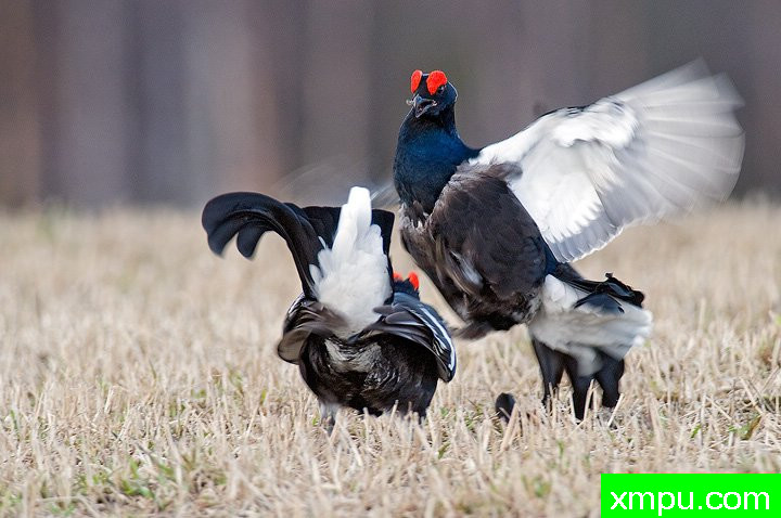 斗鸡[芬兰]--摄影师：李玛诺卡斯特罗诺沃摄影[意大利]