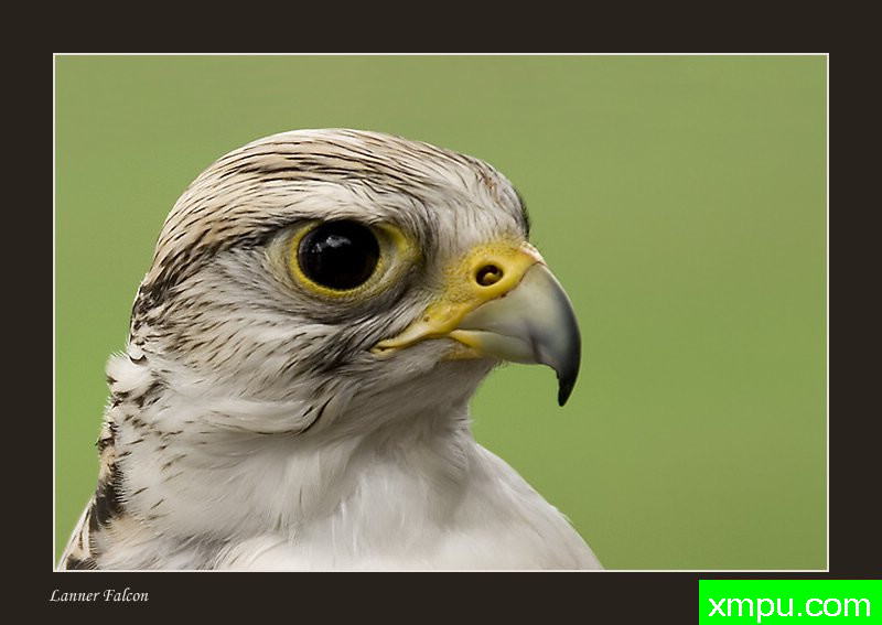 地中海隼---摄影师：温迪德角摄影