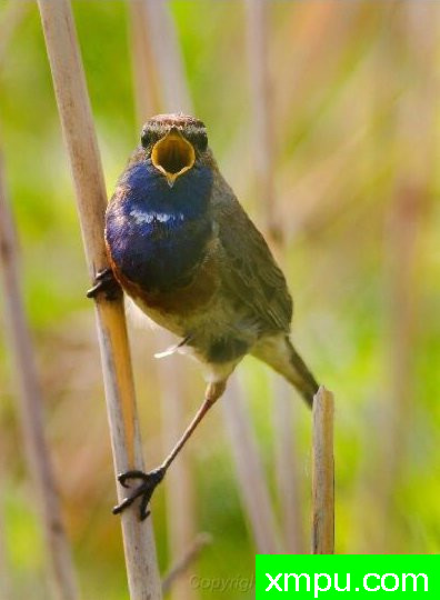 蓝点颏07--著名自然摄影师：菲利普Mineur [法国]