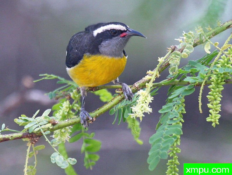 Bananaquit_[波多黎各]