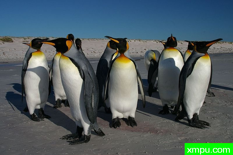 自然哨兵1，福克兰群岛