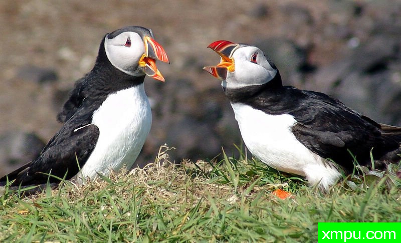 大西洋角嘴海雀