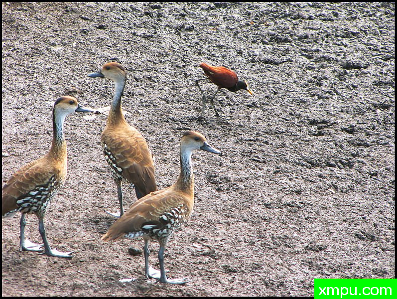西印度呼啸鸭_[牙买加]