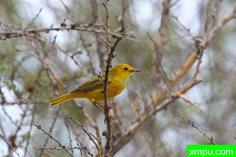 金黄沃布尔莺[牙买加]