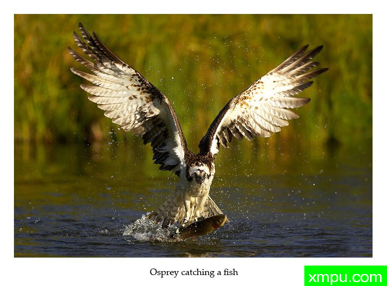 鱼命到此---摄影师： 丹尼绿色摄影