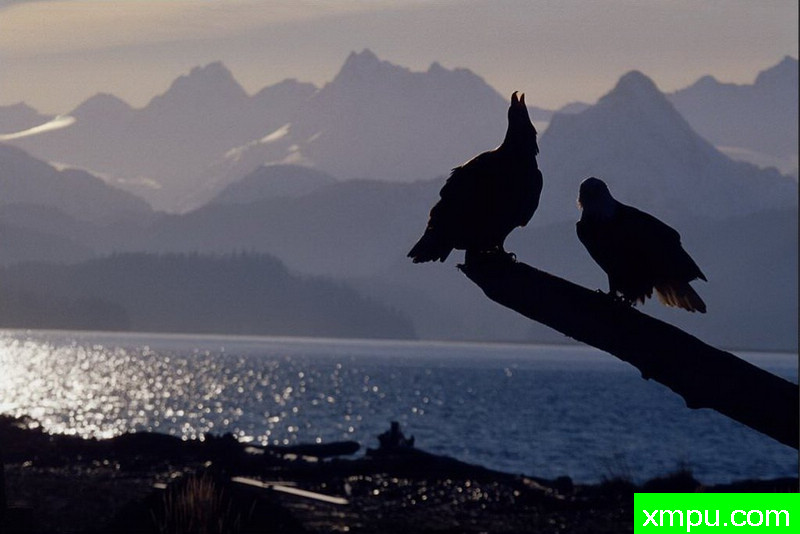 晚暮鹰啸--著名自然摄影师：肯阿彻摄影