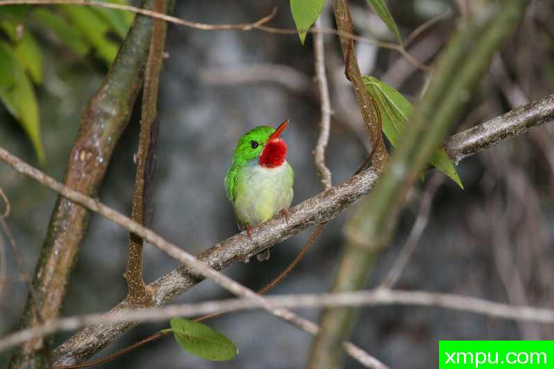 Jamaican_Tody -[牙买加]
