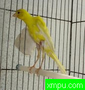 金丝雀[伊朗]---打开音箱-配曲自动播放