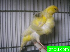 金丝雀[伊朗]---打开音箱-配曲自动播放