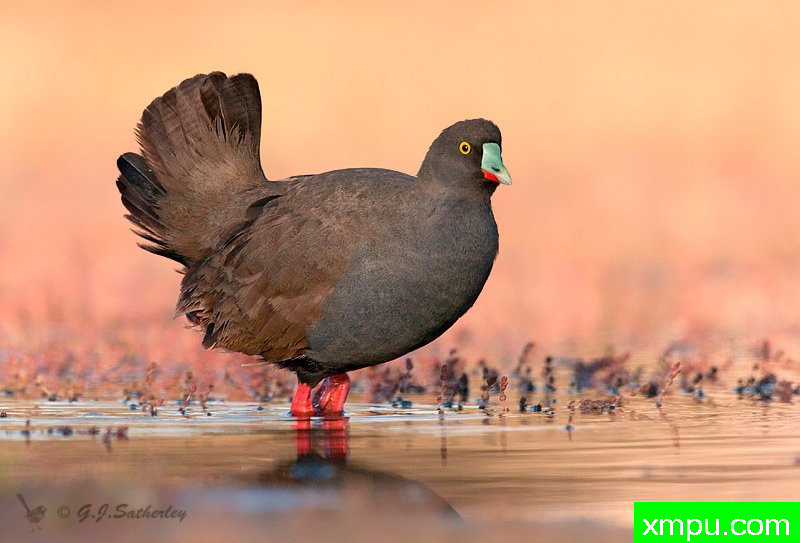 黑尾母语的母鸡--著名荒野摄影师：杰拉德摄影