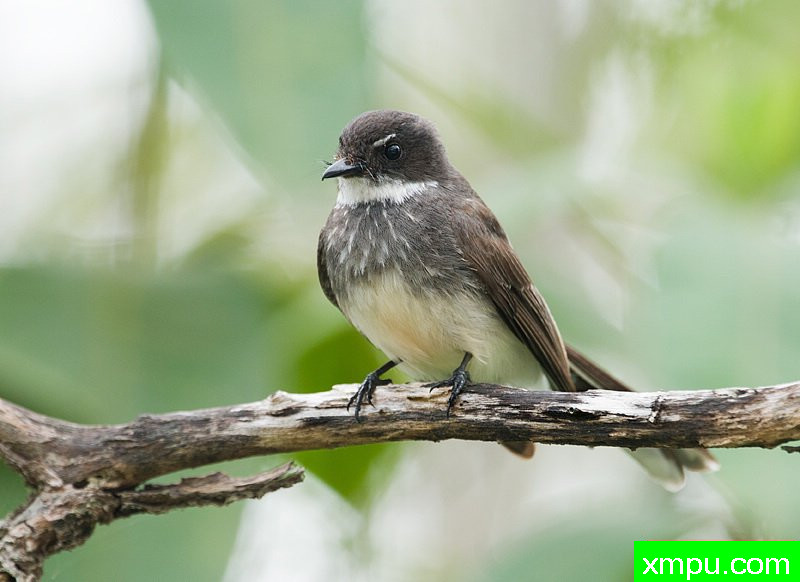 北凡泰尔[澳大利亚]--摄影师：杰拉德Satherley摄影