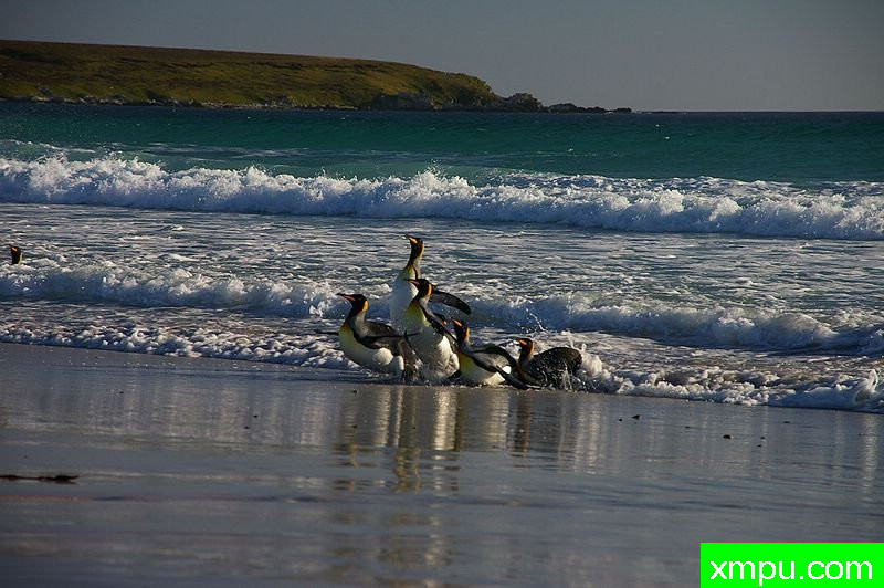 企鹅，福克兰群岛
