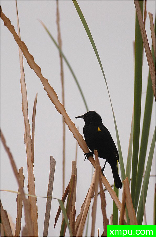 黄翅黑背雀---著名自然摄影师： 艾蒂安Artigau 摄影[美国]