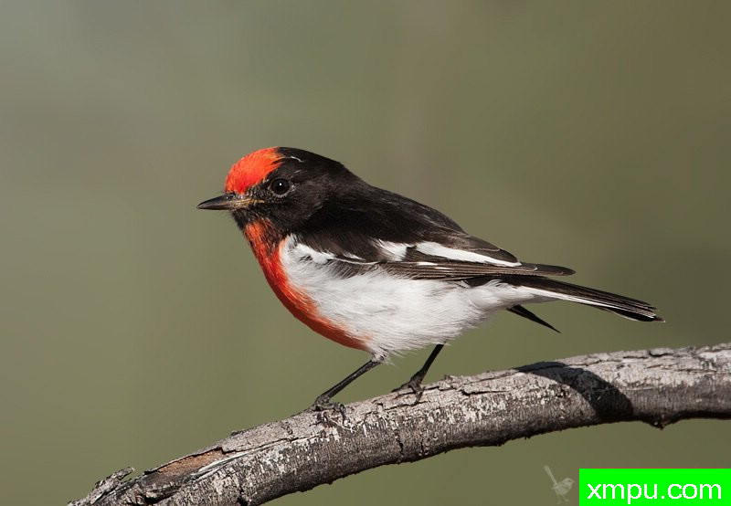 血色罗宾01---著名荒野摄影师：杰拉德摄影