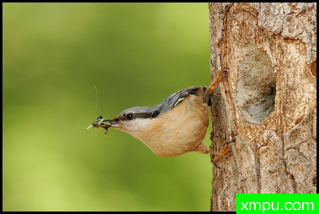 西塔油橄榄---著名摄影师：丹尼斯帕特里克洛伦茨摄影