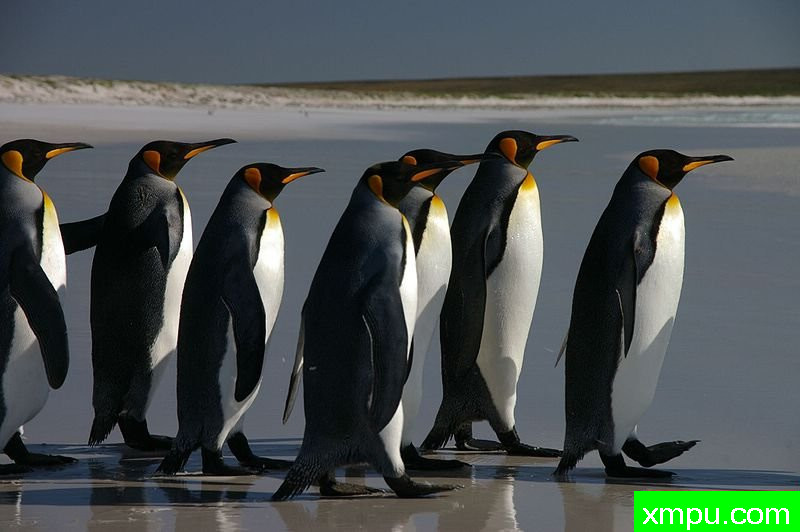 企鹅排队福克兰群岛