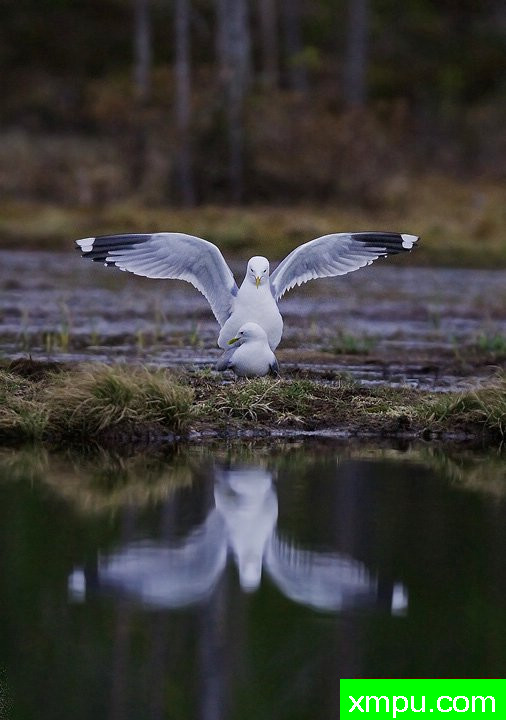 做爱[芬兰]--摄影师：李玛诺卡斯特罗诺沃摄影[意大利]
