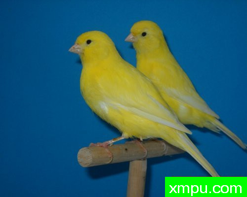 金丝雀-femelles倒拉--摄影师：莱斯derniers德摄影[法国]