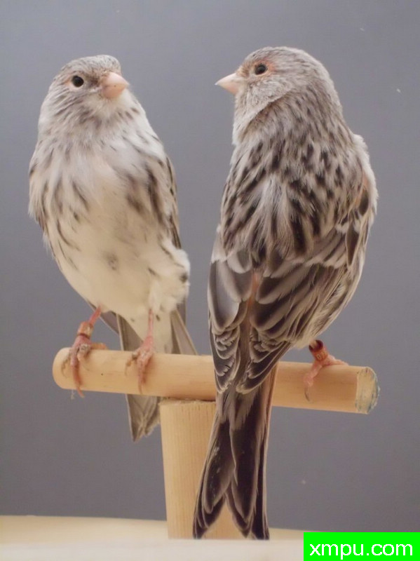 金丝雀-麻蛇纹相思2011年03[品种：蛇纹]---著名摄影师： trainer