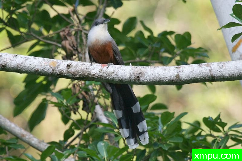 栗腹杜鹃[牙买加]
