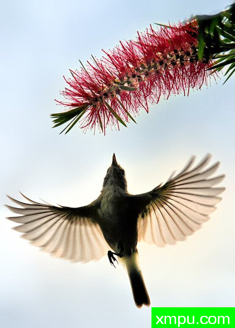 寻找餐..... --摄影培育师：何塞米格尔罗德里格斯摄影[法国]